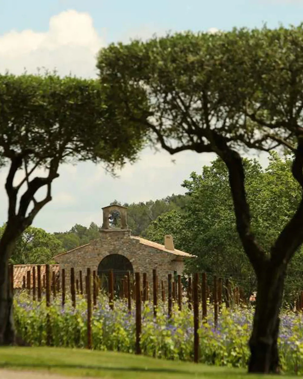 Olive Oil & Vineyards